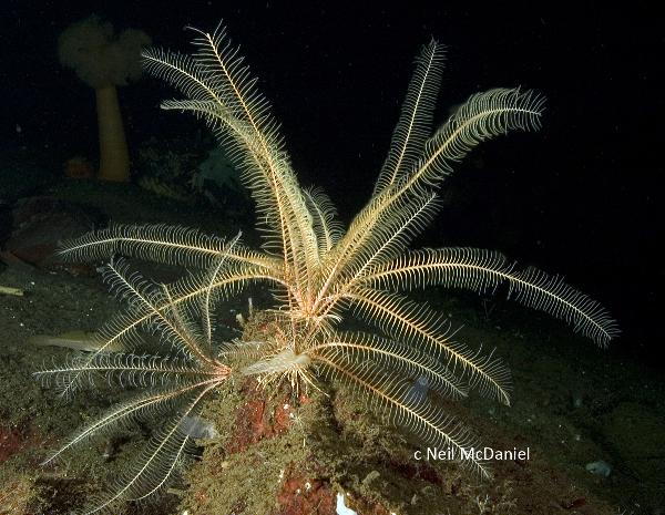 Photo of Florometra serratissima by <a href="http://www.seastarsofthepacificnorthwest.info/">Neil McDaniel</a>